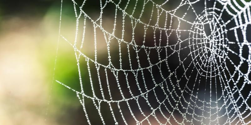 Spinneweb.jpeg